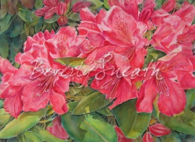 Red Rhododendron wc image 21 X 29 in $1000