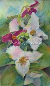 Trilliums wc 7 X 11.5 in. $175 Sold