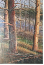 Winter Sentinels - Shorthills - Oil 24 X 36 $1500