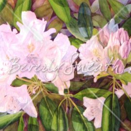 Rhododendrons