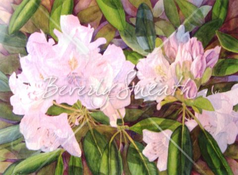 Rhododendrons