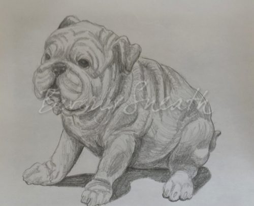 bulldog drawing