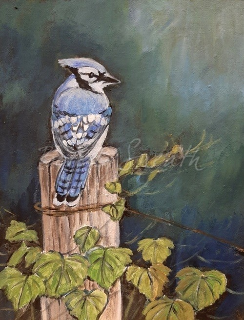 Vineyard Blue Jay