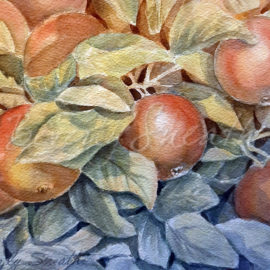 Apples