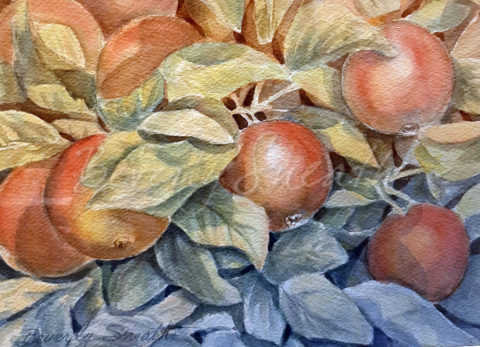 Apples