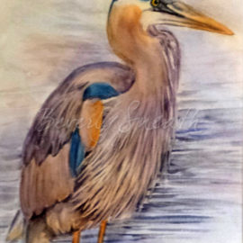 Heron (watercolour image 8 .75 X 12.25 outer 13.25 X1 7.75)