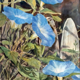 Morning Glory on Fence SOLD wc 12 X 15.5 outer 19.5 X 23.5
