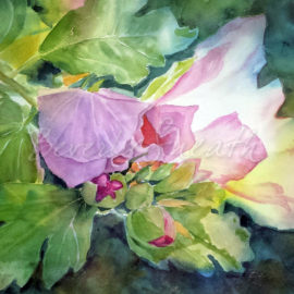 Rose of Sharon