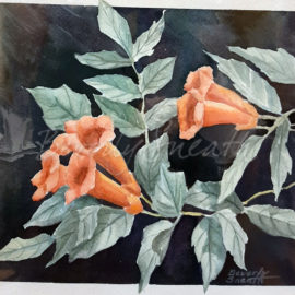 Trumpet Vine