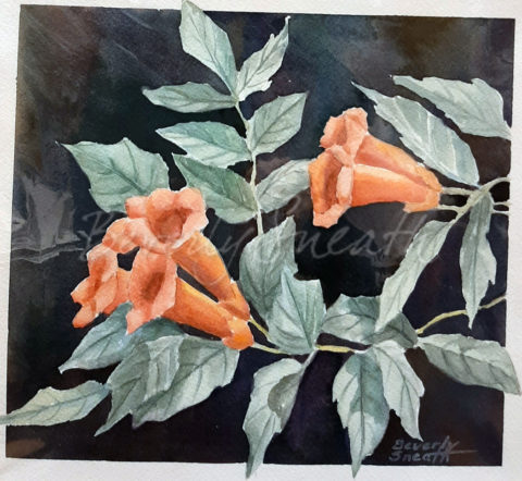 Trumpet Vine