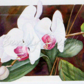 Orchids (watercolour image 9.74 X 12.75 in)