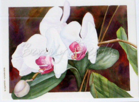 Orchids