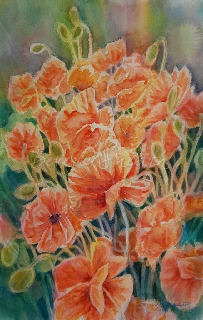 Orange ppoppies backlit with blue green background shades.