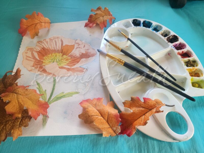 watercolour materials, palette brushes, painting of poppy